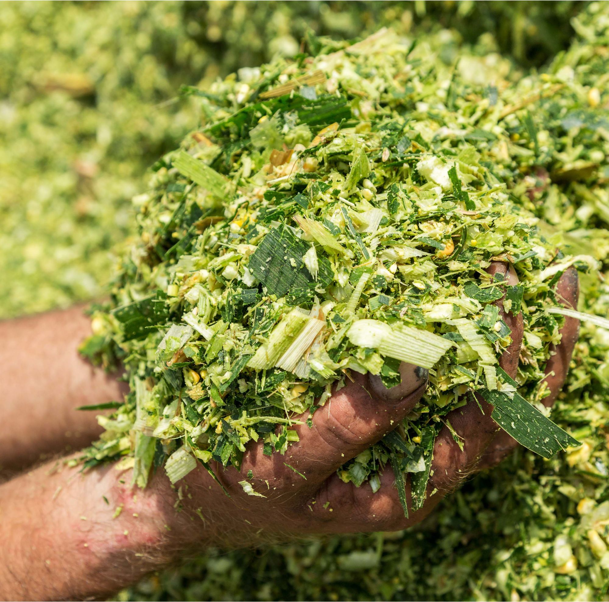 Hands holding freshly harvested maize.  
