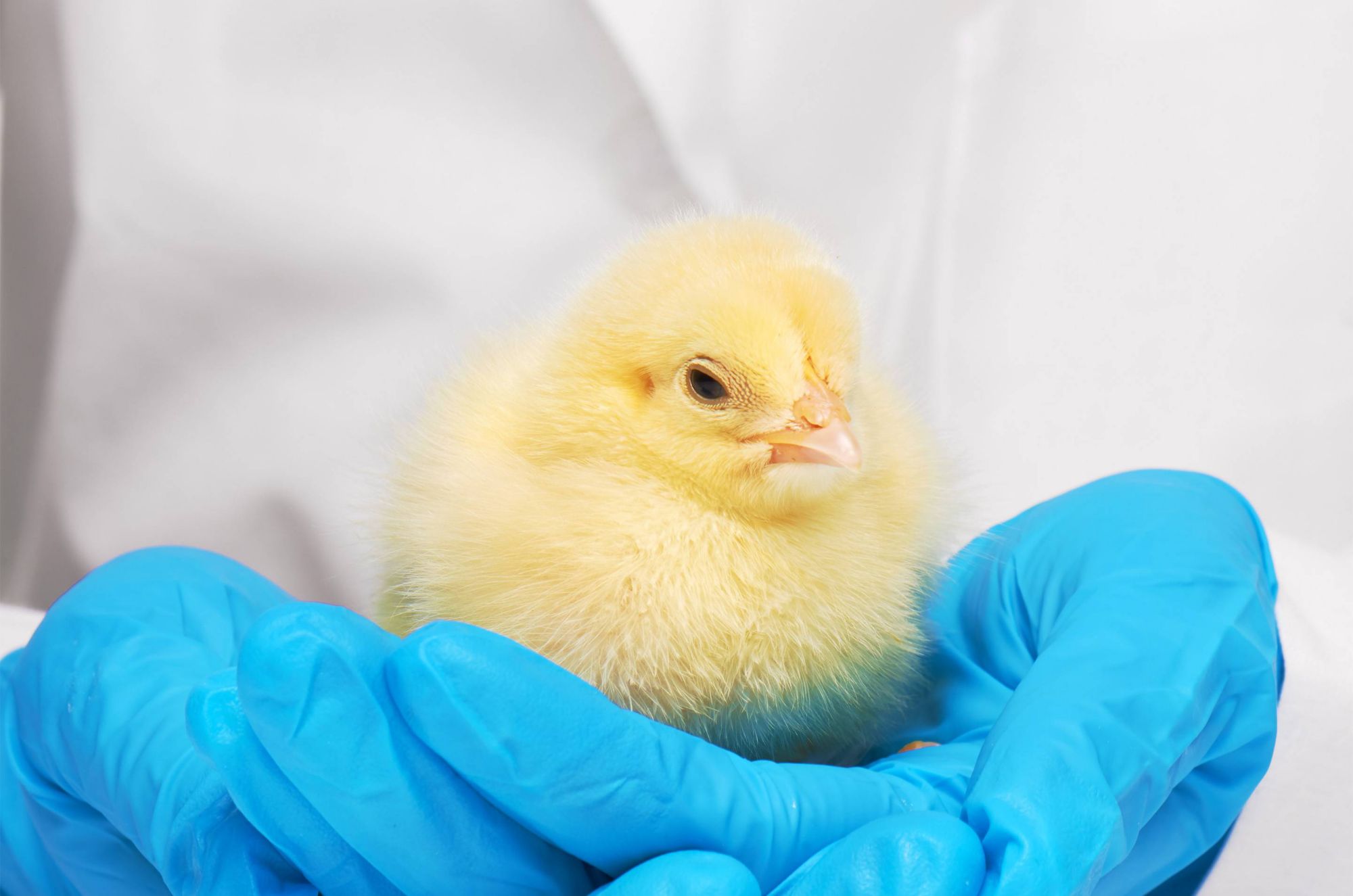 A yellow chick is held in gloved hands.   