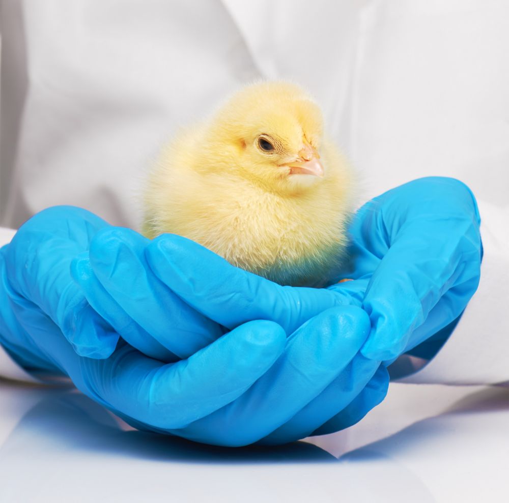 A yellow chick held in gloved hands. 