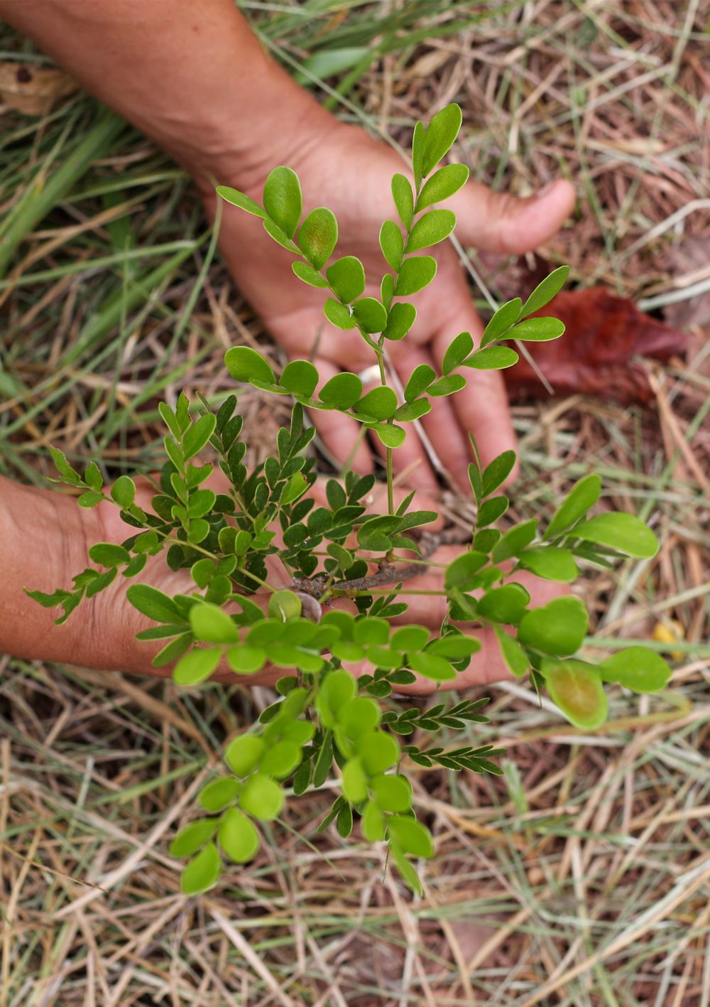 A person’s hand touches a tree seedling branch.   