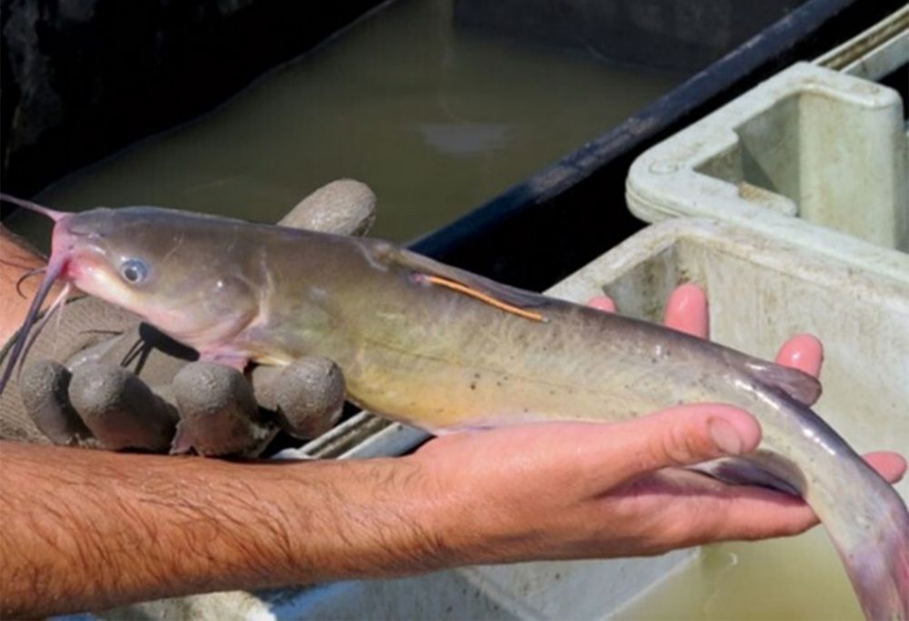 Tagged Catfish. 