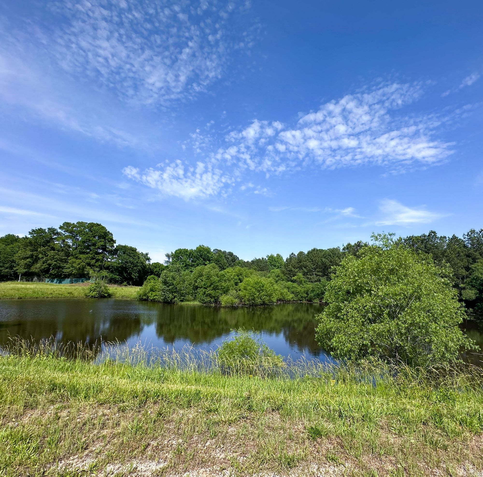 Greenery is seen near a lake.  