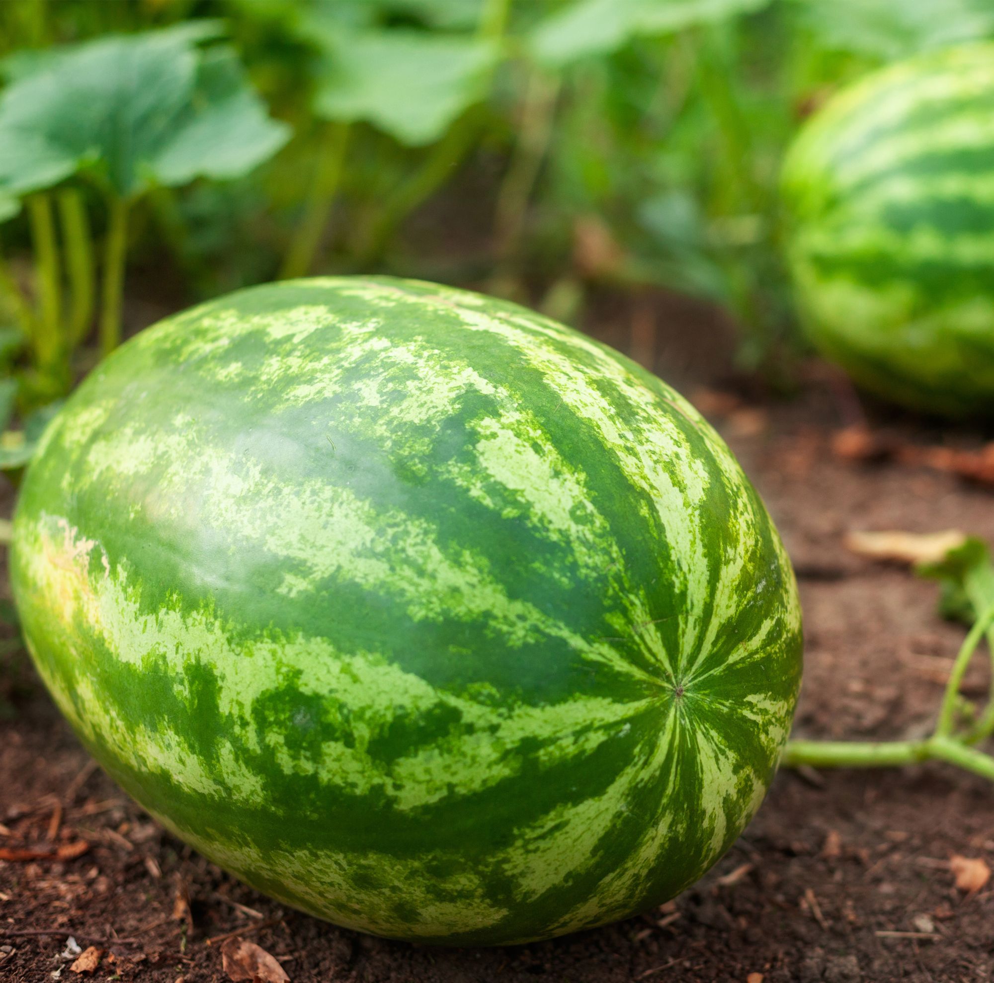 Large watermelons growing on soil 