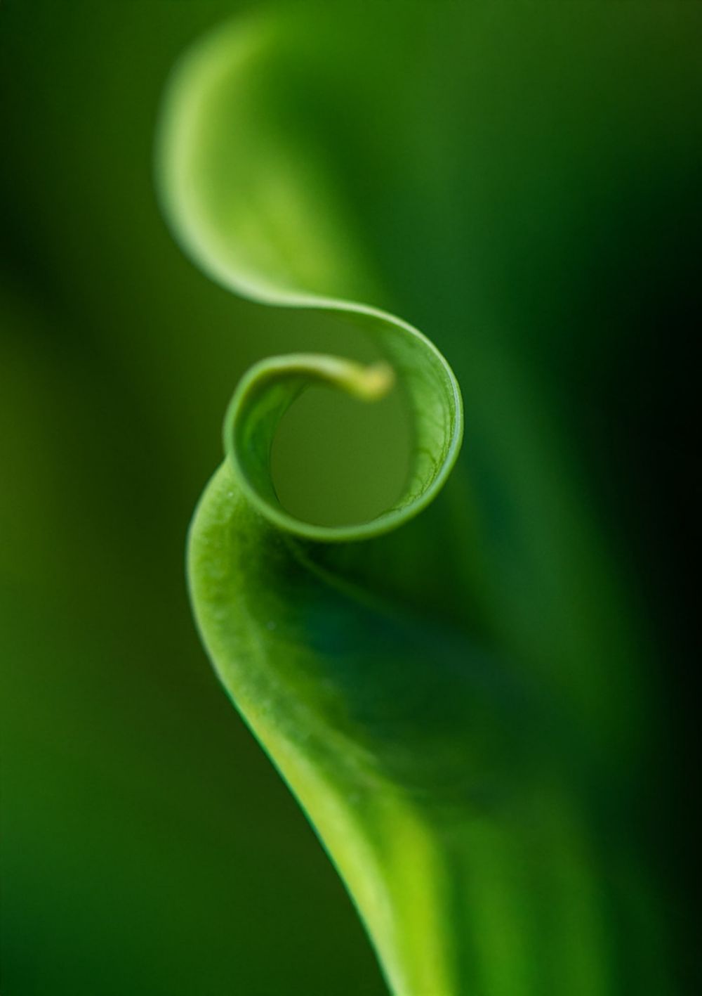 Macro image of a leaf curling at its edge. 
