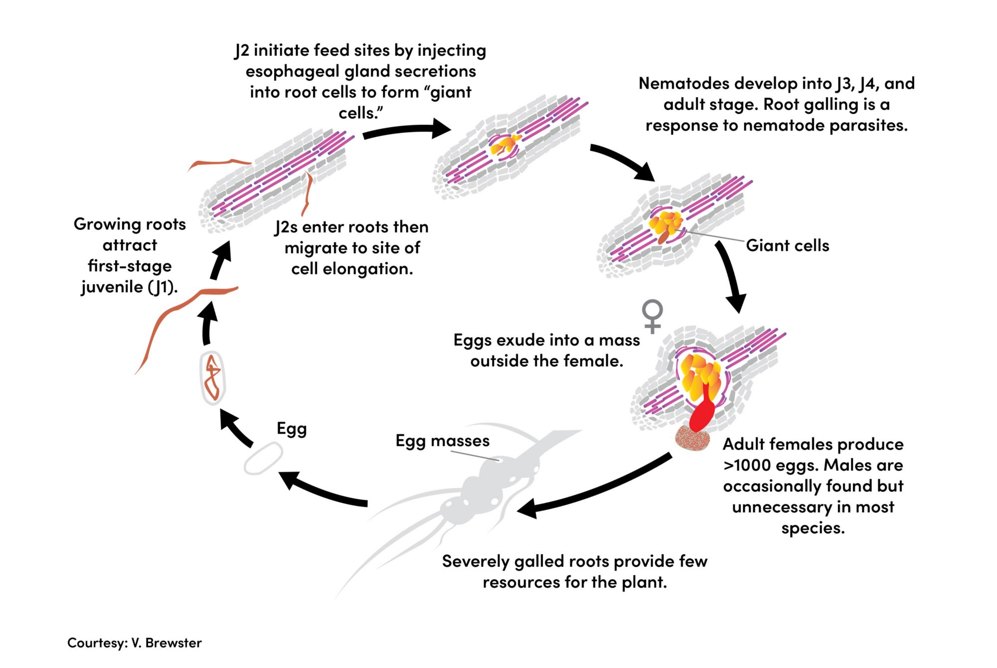 The diagram shows how root-knot nematodes use plant roots to get nutrients and exploit them to complete their life cycle 