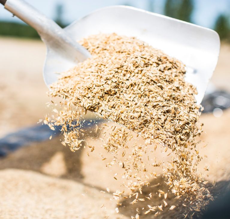 Lightly crimped grain is shoveled in a pile. 