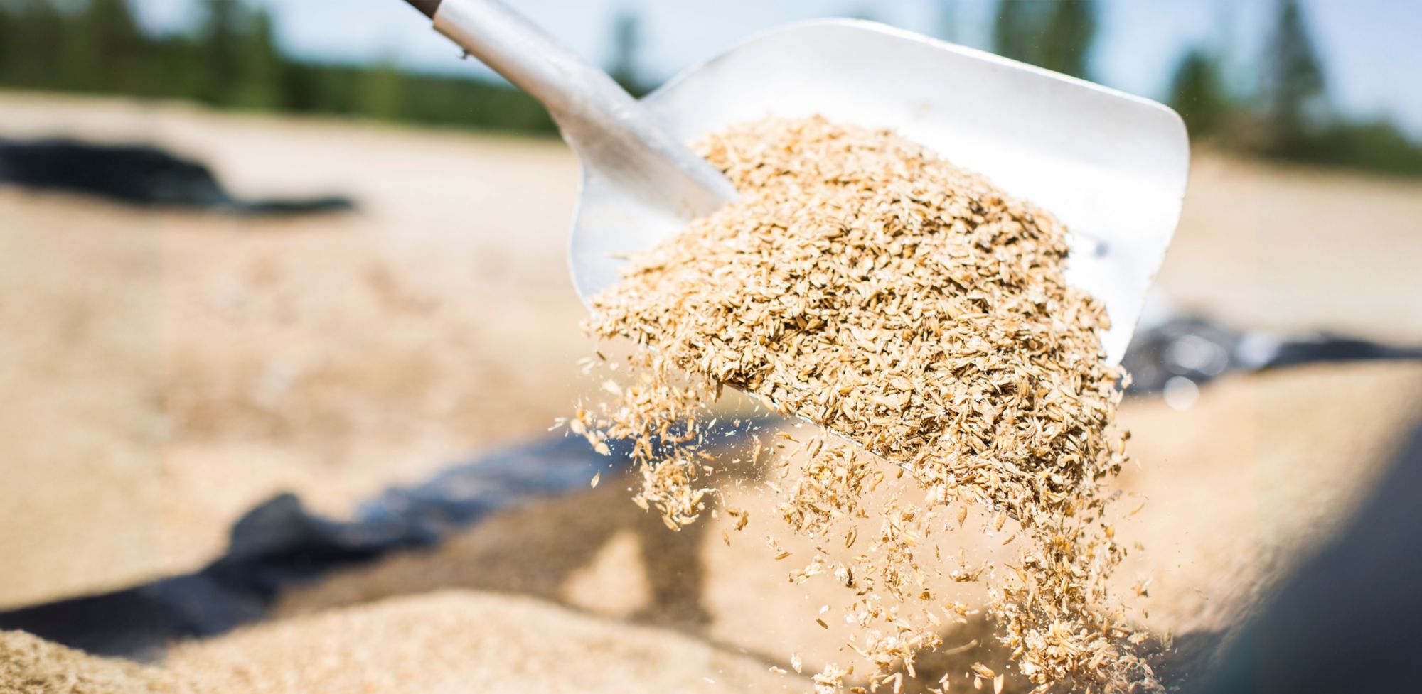 Lightly crimped grain is shoveled in a pile. 