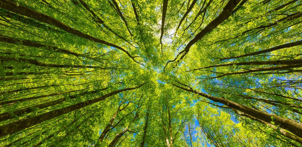 Looking up at the green tops of trees  