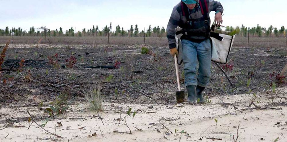 Man planting seeds of GP Cellulose in Torreya State Park with Eastman and The Longleaf Alliance 