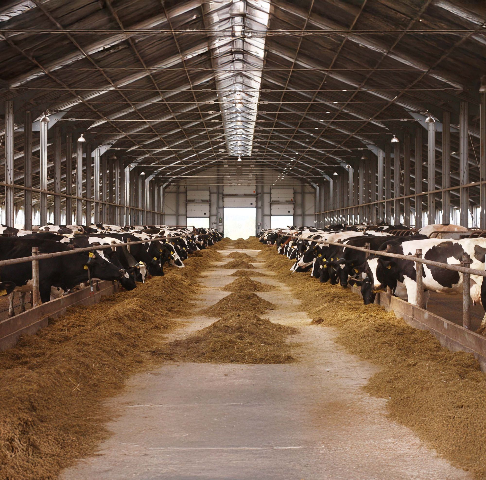 Many cows in a barn eating hay. 