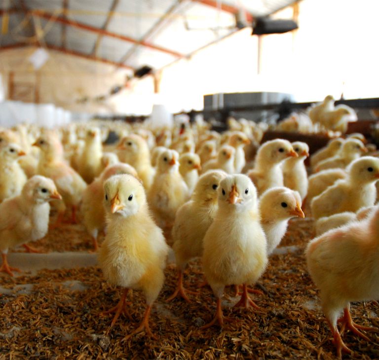 Many yellow chickens at a farm.  