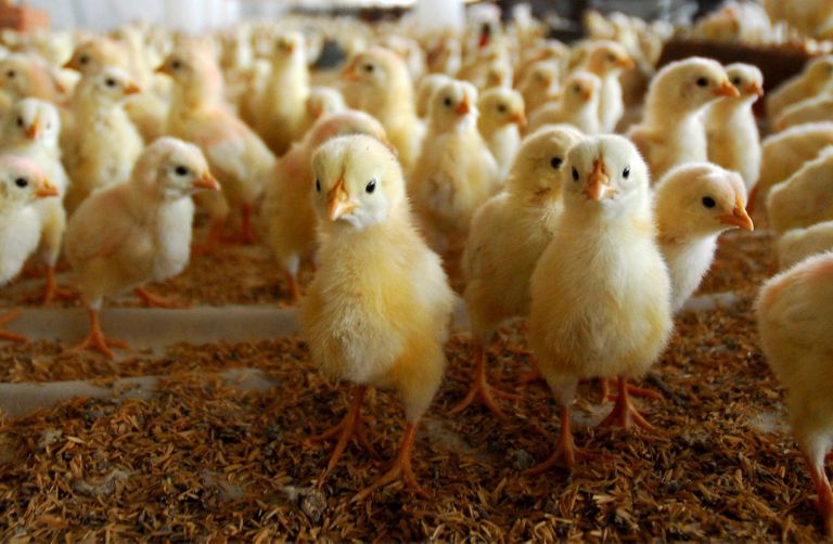 Many yellow chicks in a farm pen.   