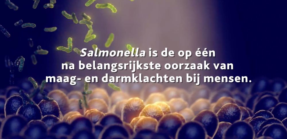 Salmonella control in oilseed meals (Dutch)