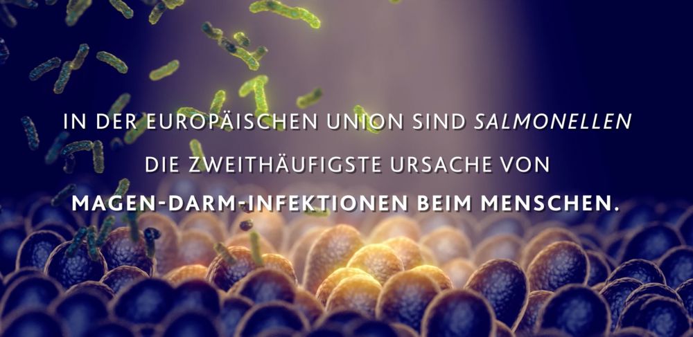 Salmonella control in oilseed meals (German)