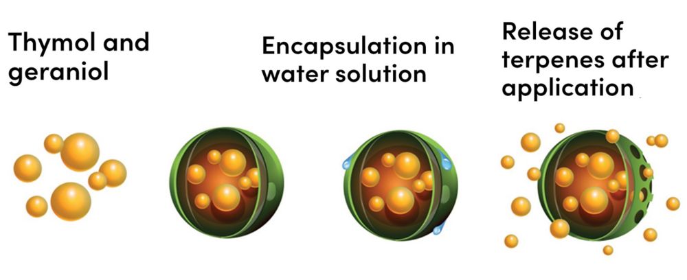 Diagram that shows how thymol and geraniol are encapsulated in a water solution and how its dispersed after application 