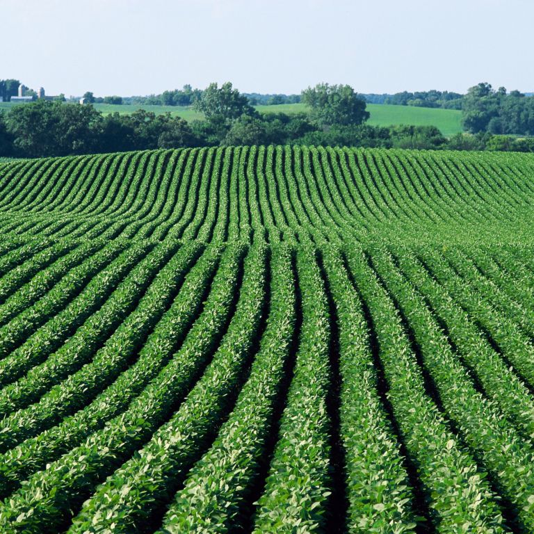 Minnesota agricultural field. 