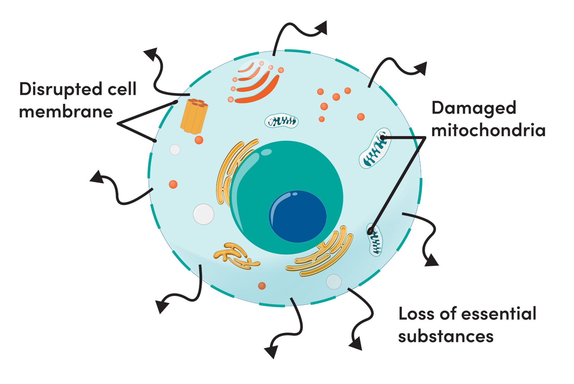 The diagram shows a disrupted cell membrane of a damaged mitochondria, resulting in the loss of essential substances 