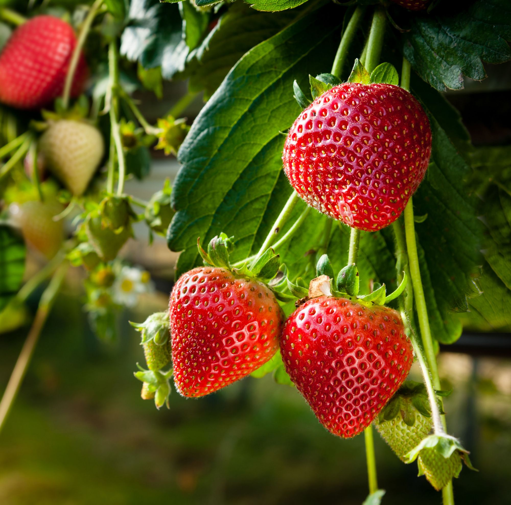 Ripe, red strawberries hanging off the vine 