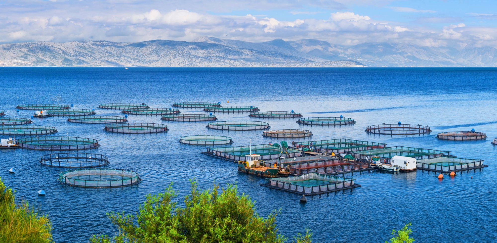 Multiple aquaculture farming nets in a body of water.   