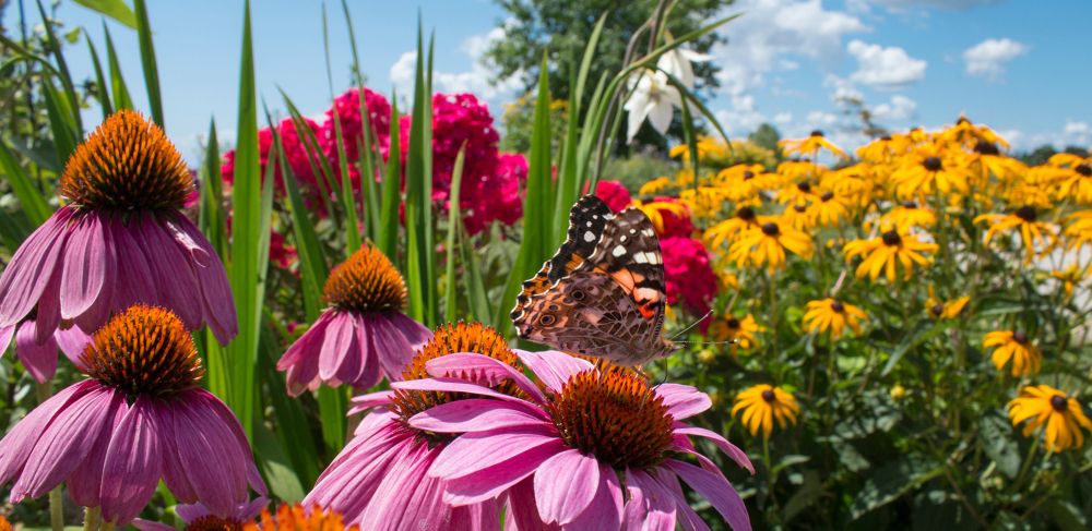 Giving back&nbsp;to build biodiversity