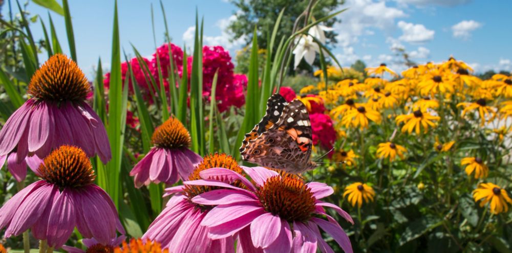 Build a Butterfly Bouquet for National Pollinator Week