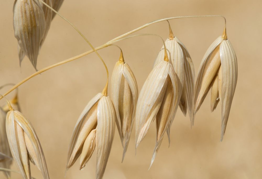 Close-up of oats in a field 