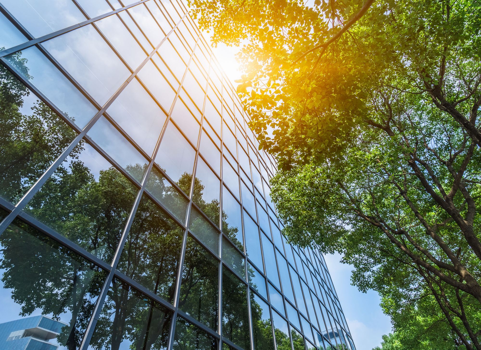 Reflejo de árboles en un edificio de oficinas de vidrio 