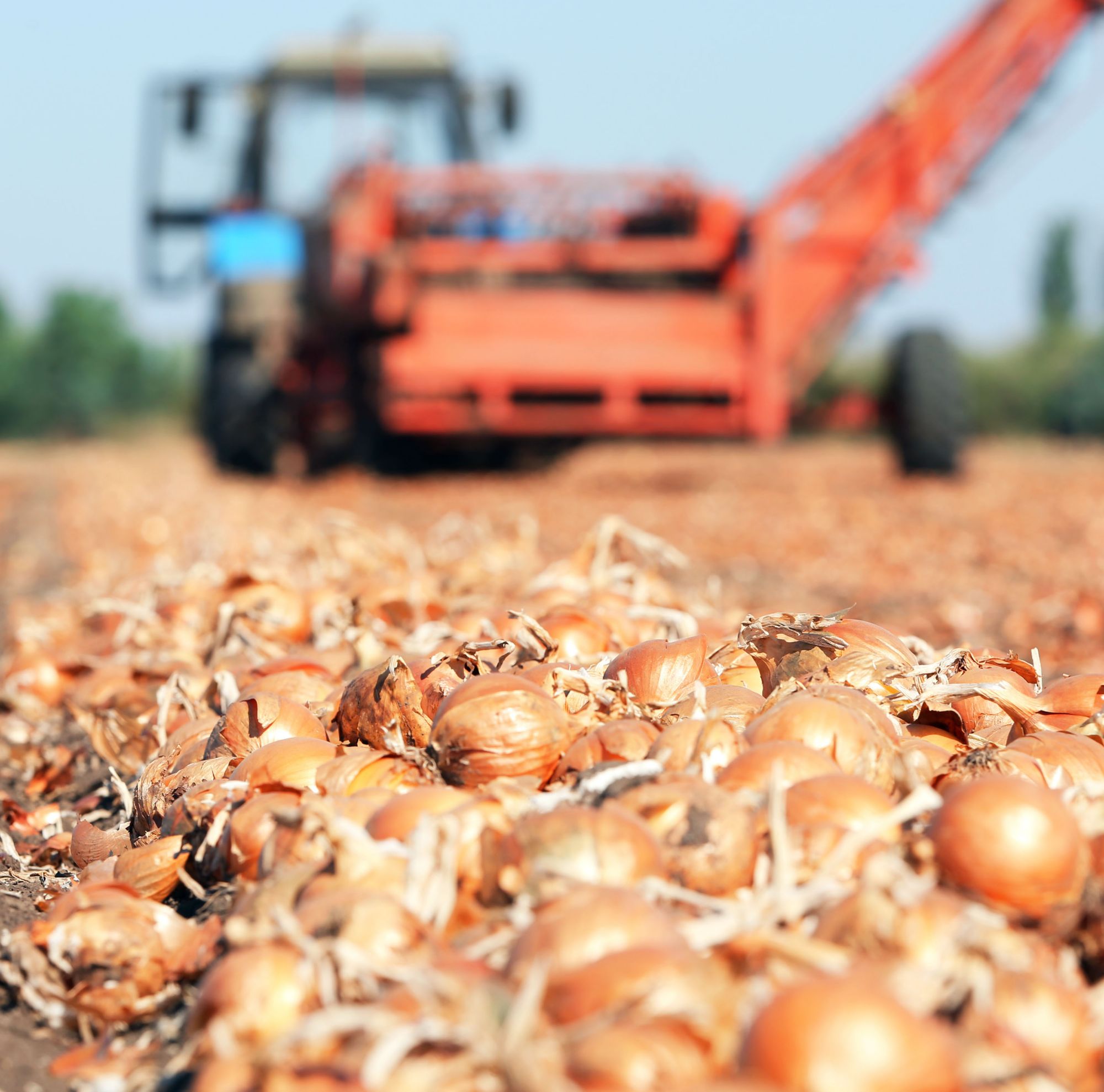 A pile of onions resting on the soil, with a tractor visible in the distance 