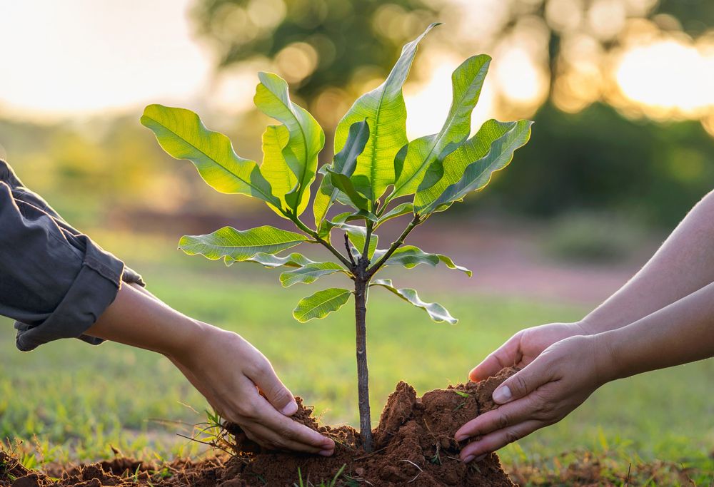 Two hands planting a tree in the soil. 