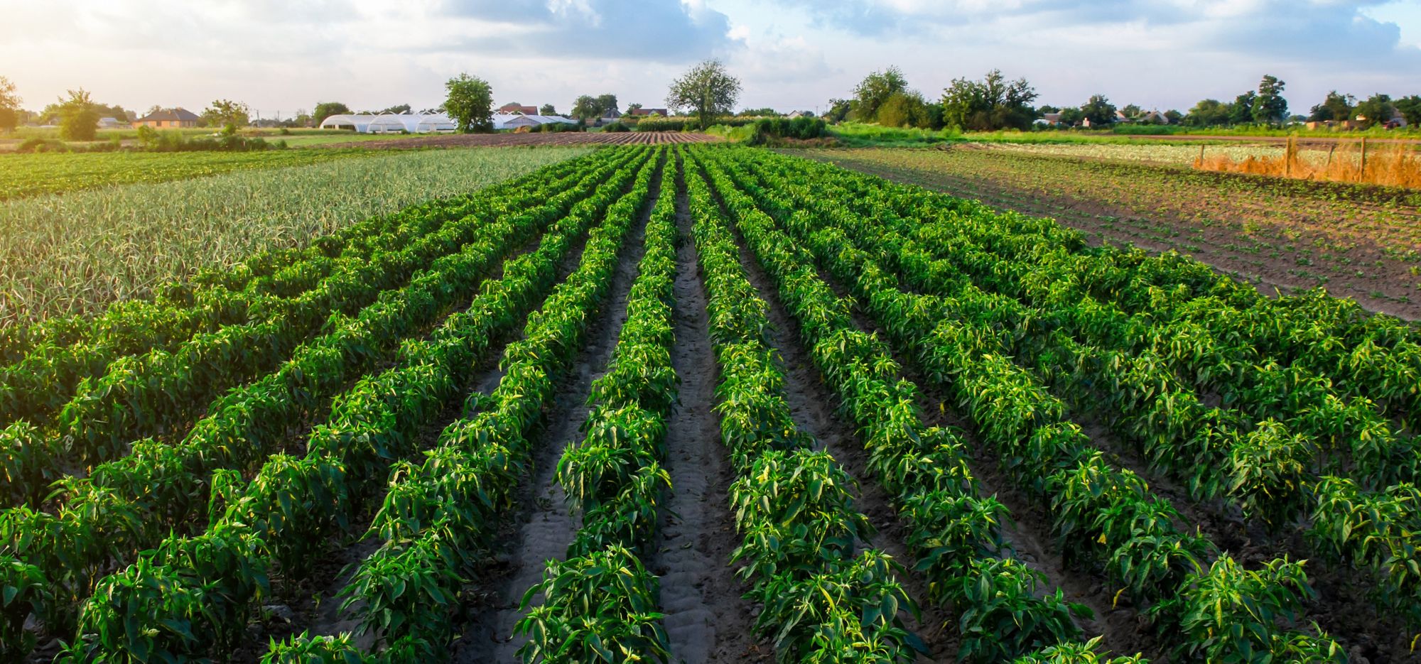 A large field filled with rows of pepper plants 
