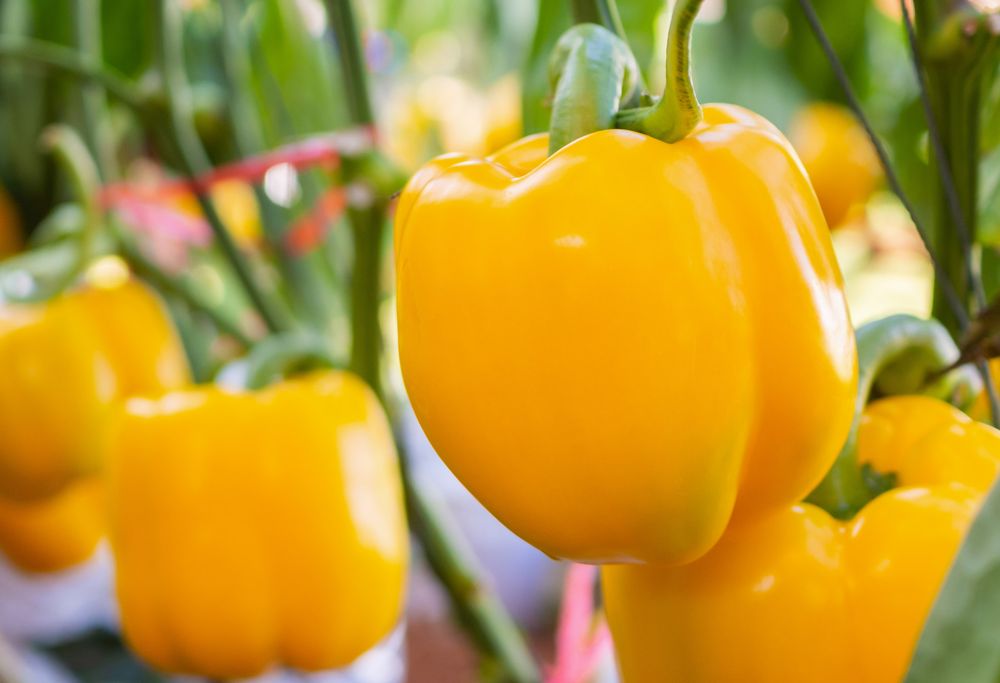 Yellow peppers hanging from a vine 