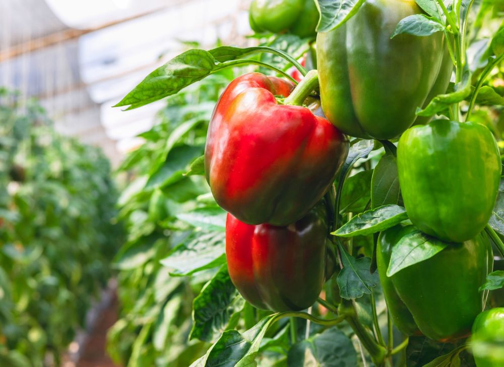 Rows of red and green peppers growing in a greenhouse. 