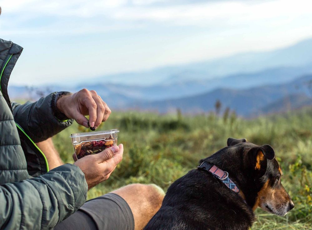 Person with dog using Tritan copolyester containers. 