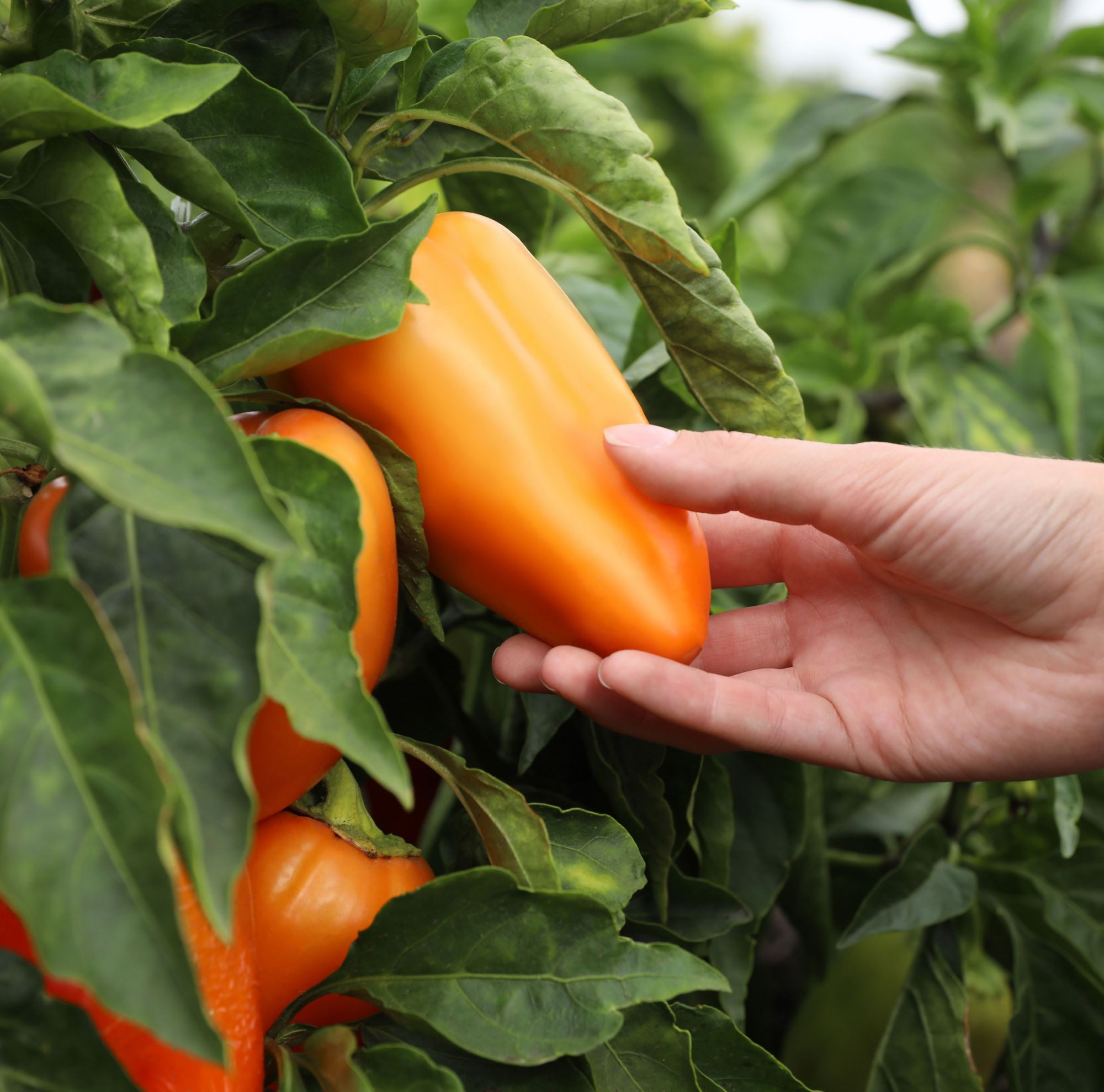 A farmer picking an orange pepper from the pepper plant. 