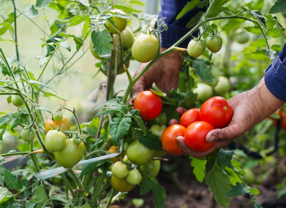 Farmer picking ripe tomatoes from a tomato plant. 