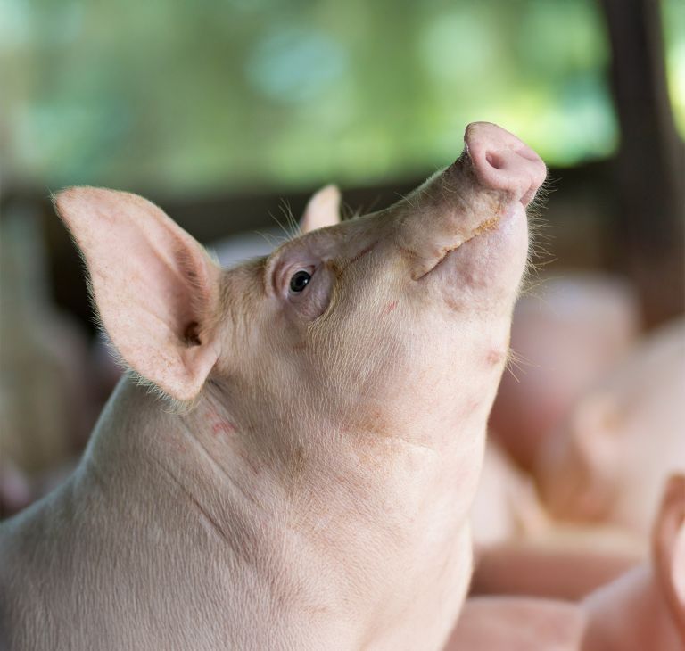 Close-up of a pig’s face.   