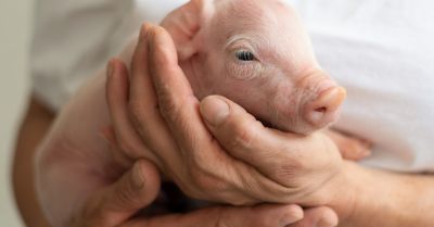 Eastman's holistic solutions combat Streptococcus suis in swine production