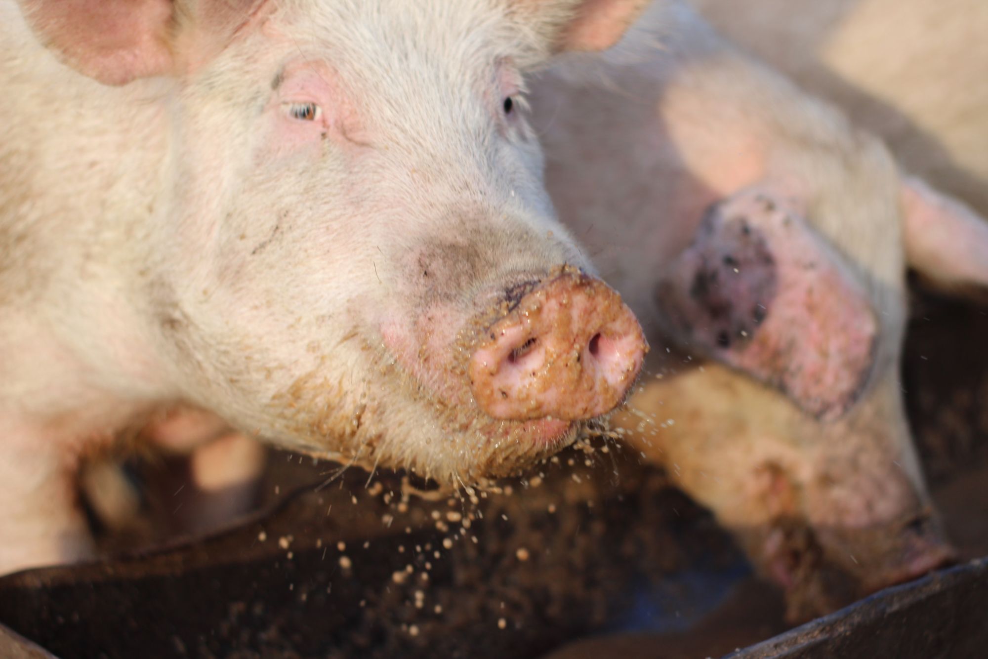 Pigs in an enclosed farm. 