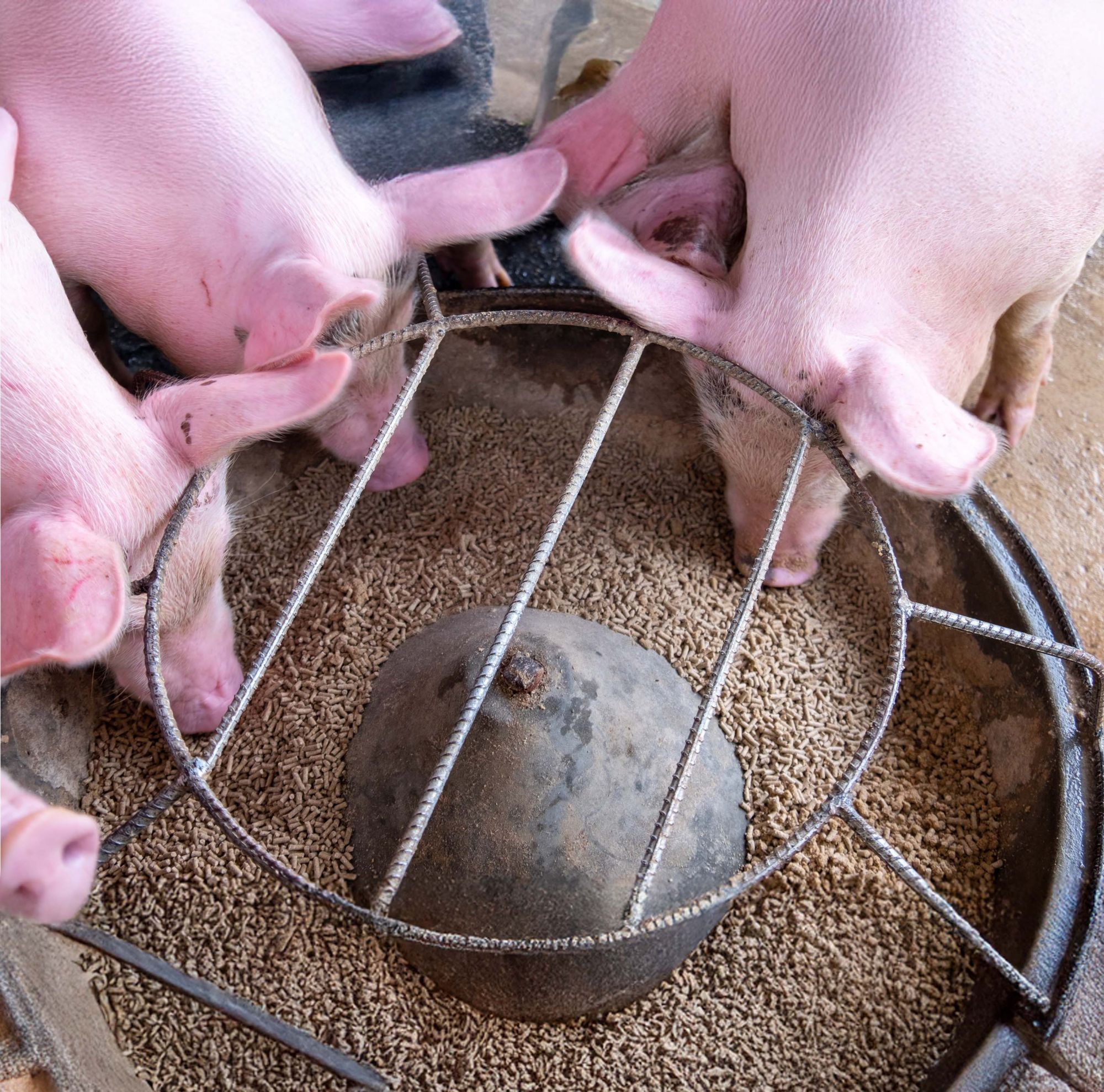 Pigs eat pellets from a farm’s feeding trough.  