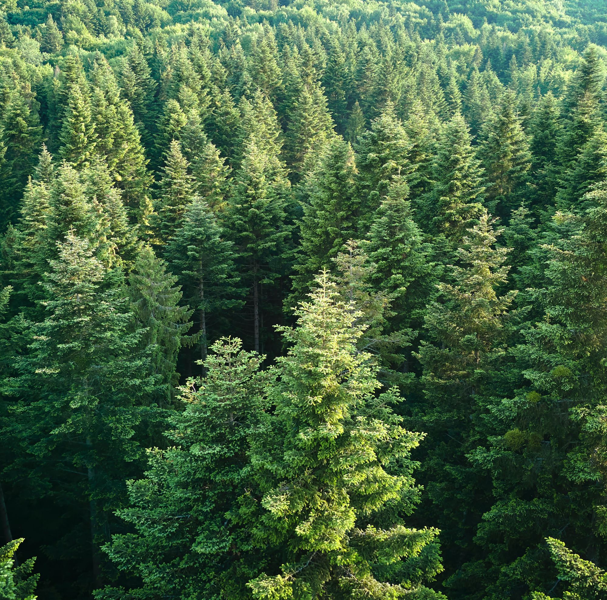 An aerial view of dense forest pines.  