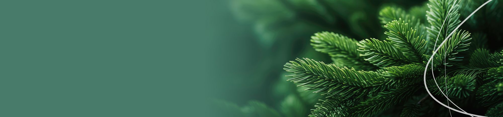 Pine tree branches appear in the right half of a pine green-colored rectangle. 