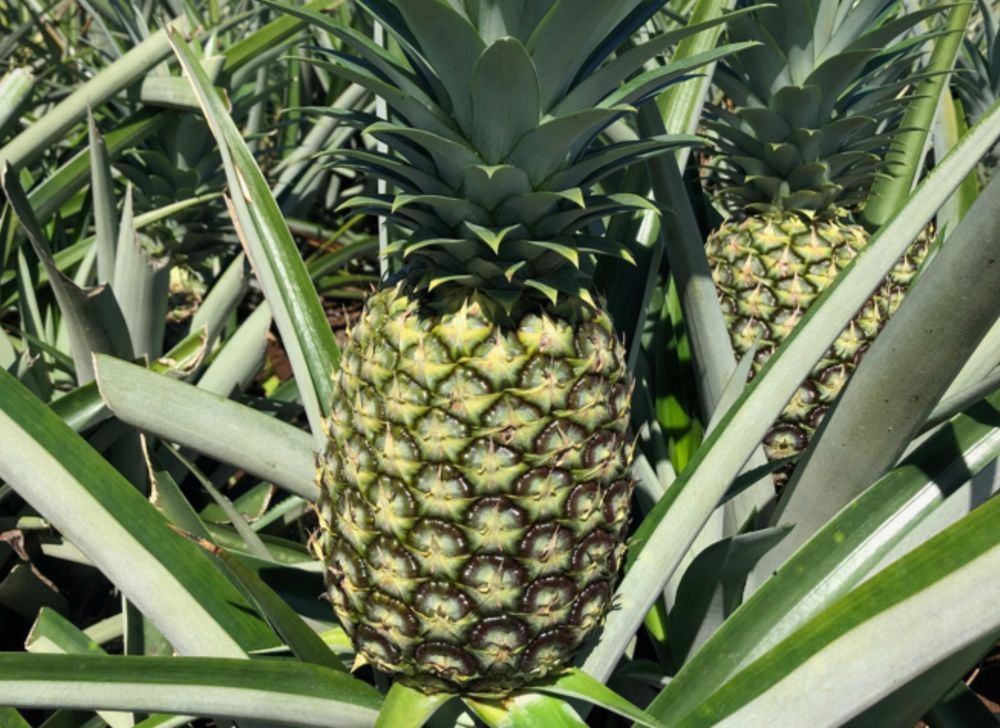 Pineapple plantation with rows of ripe pineapples growing on trees 