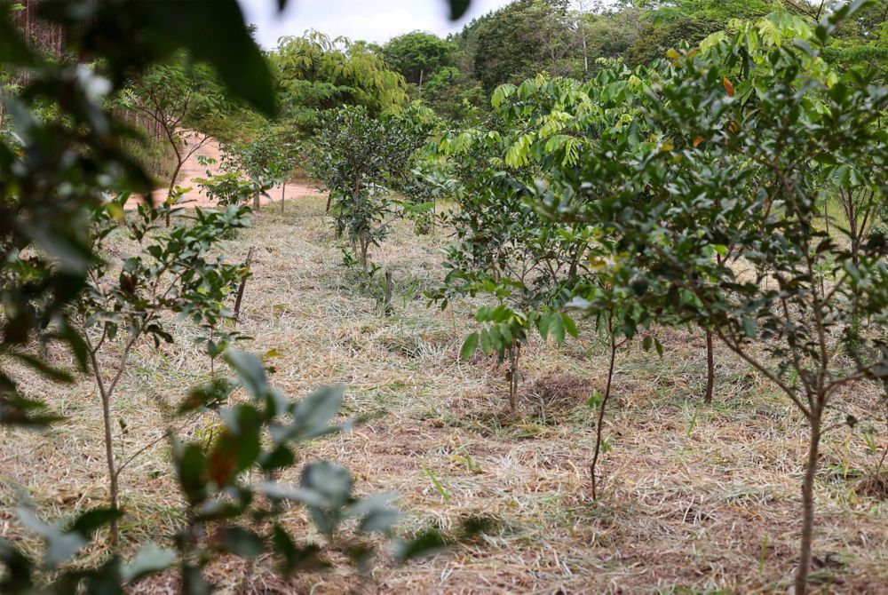 New trees grow in a field.  