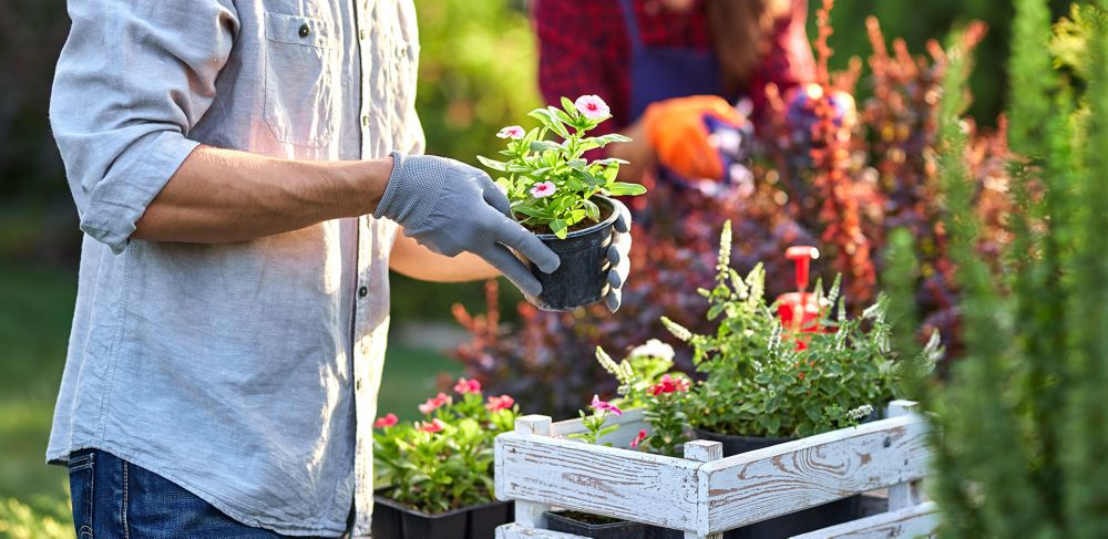 A person wearing blue gloves holds a potted pink and white flower.  