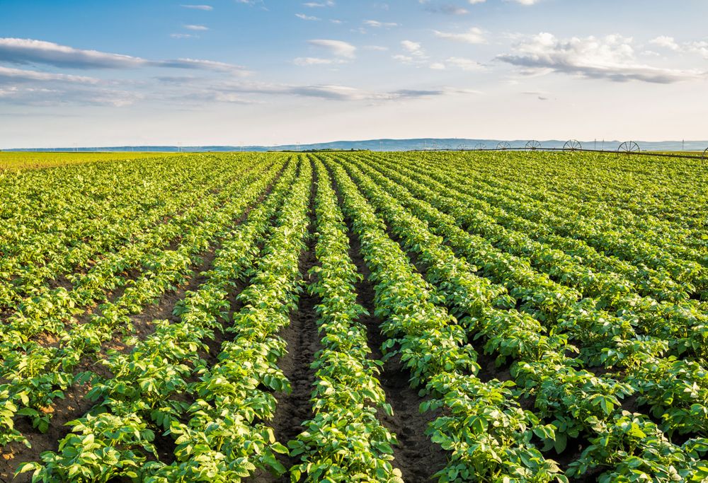 A large, green field of potato crops in neat rows.   