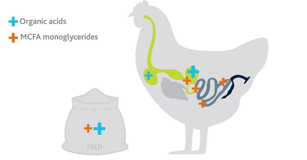 Reduce oxidative stress and inflammation in poultry with monoglycerides