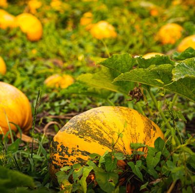 Pumpkins growing in the field