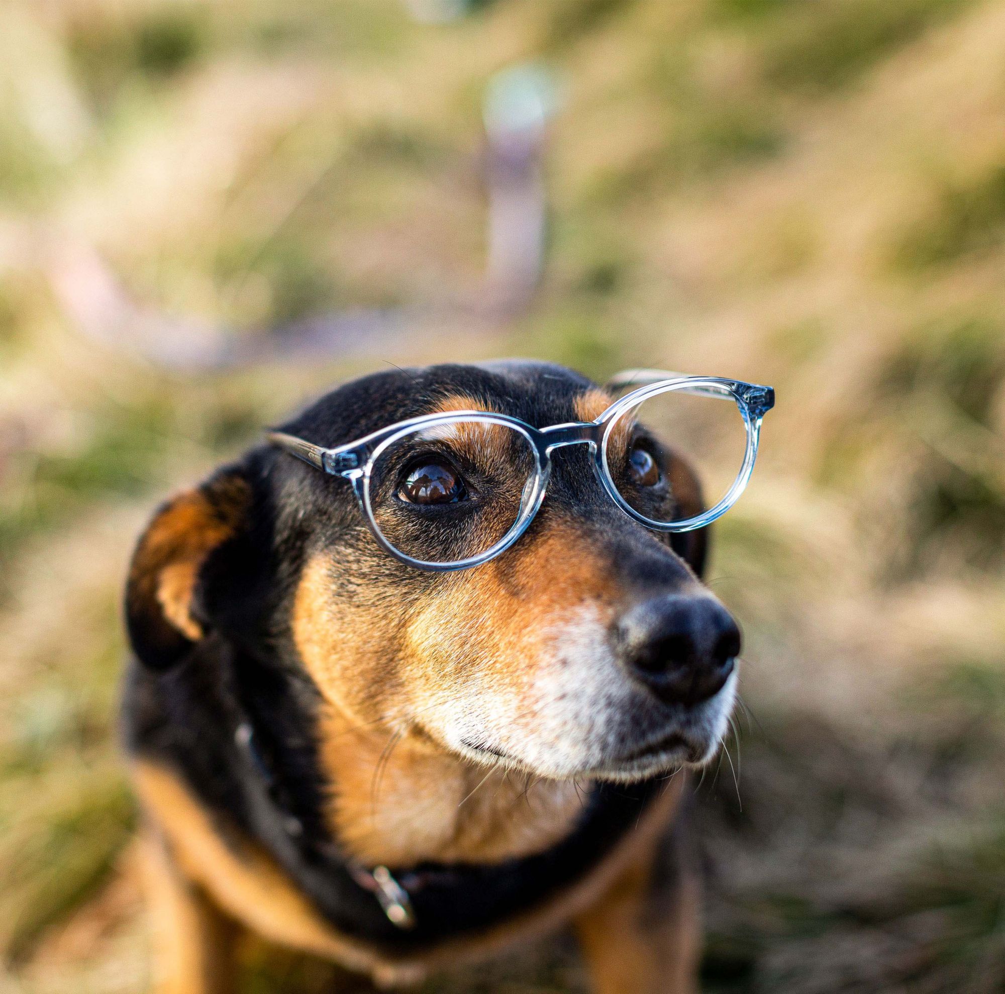 A dog wearing clear-framed acetate glasses. 