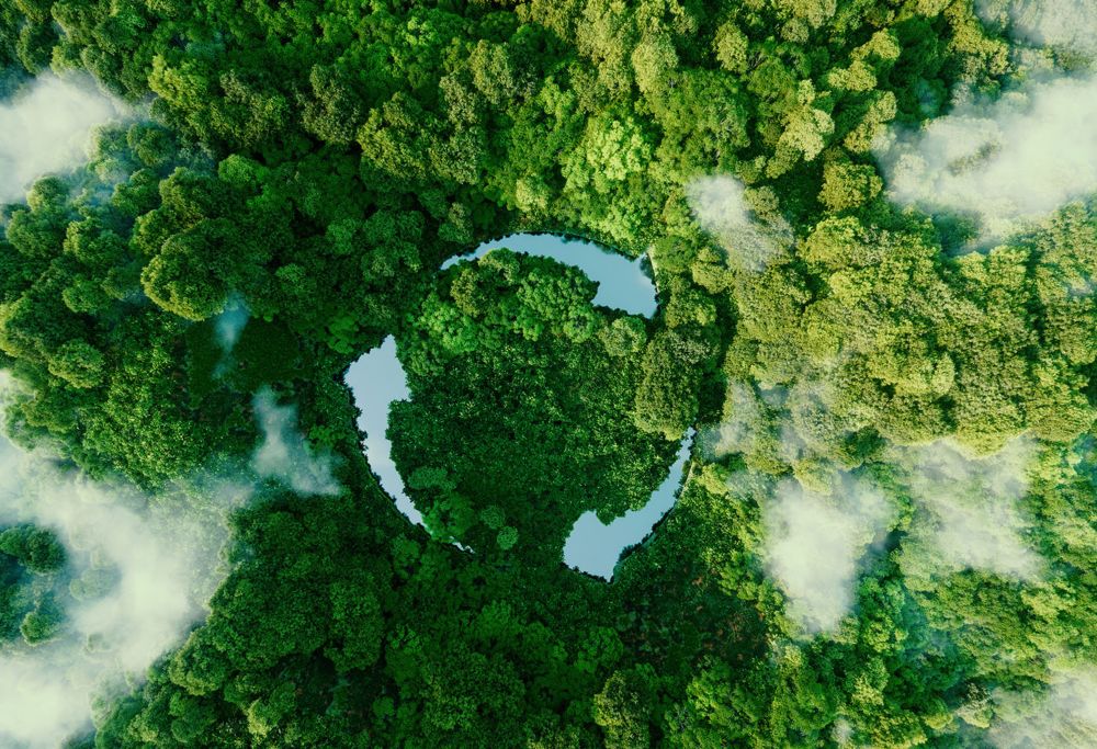 Pond in a forest. 