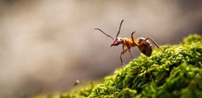 Tiny but mighty — formic acid in animal nutrition